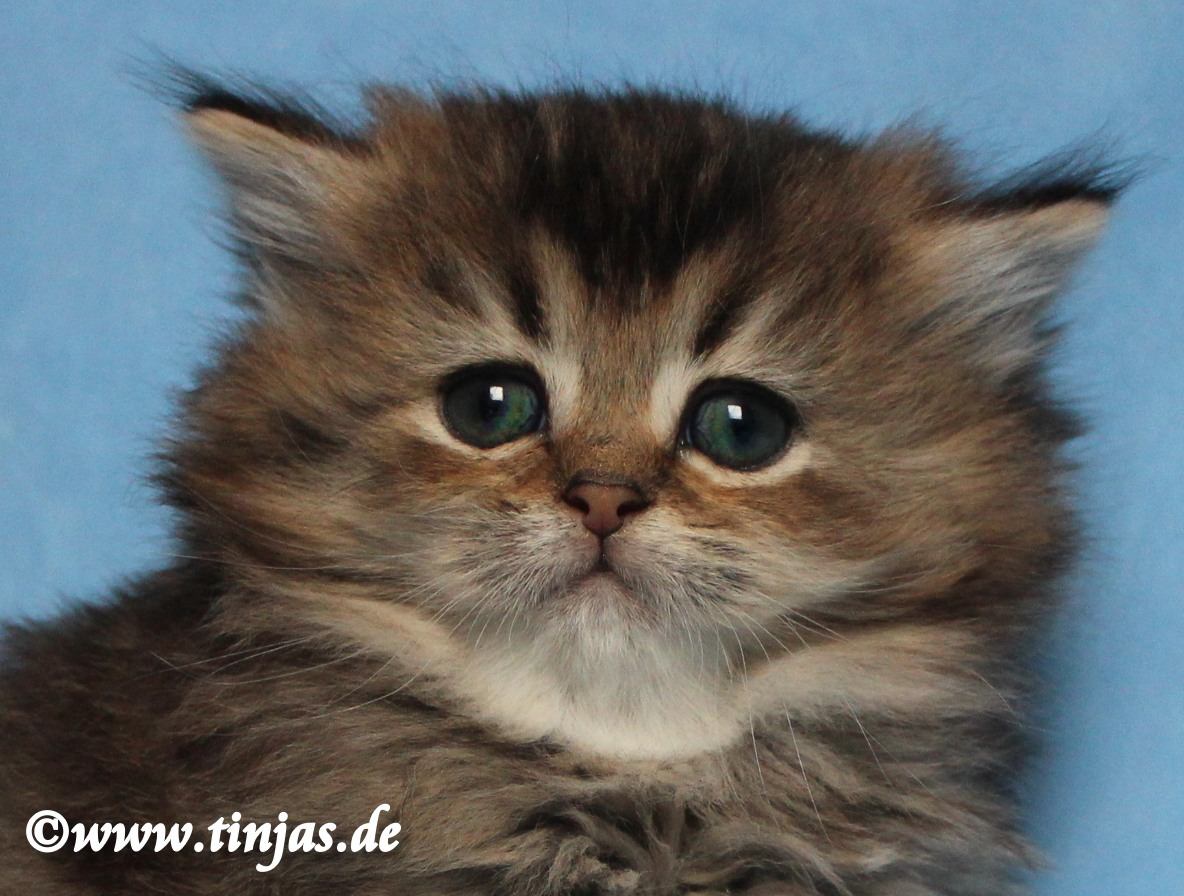 Britisch Langhaar Katzenbaby golden tabby ticked
